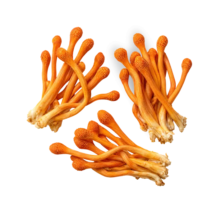 Cordyceps, oranžové paličkovité plodnice.