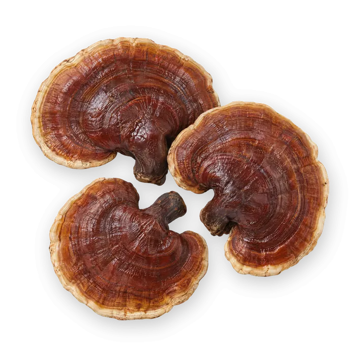 Reishi, červenohnedé lesklé plodnice.